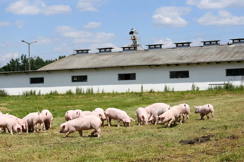 Moderná farma na chov ošípaných, nie tieto zariadenia pre 6 ošípaných