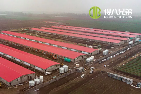 ãProjekt celej línieã Farma prasníc Shandong Zhucheng4800