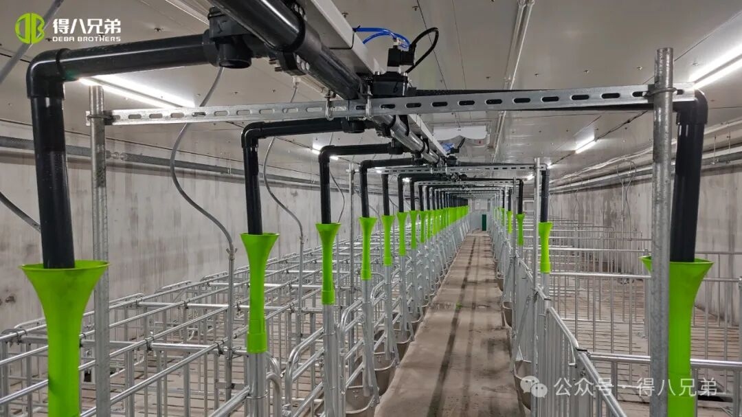 Ukážková základňa chovu a pestovania čiernych ošípaných Deba Brother Licha – integrované operácie 2 000 prasníc, 50 000 ročných porážok, 67 000 metrov štvorcových