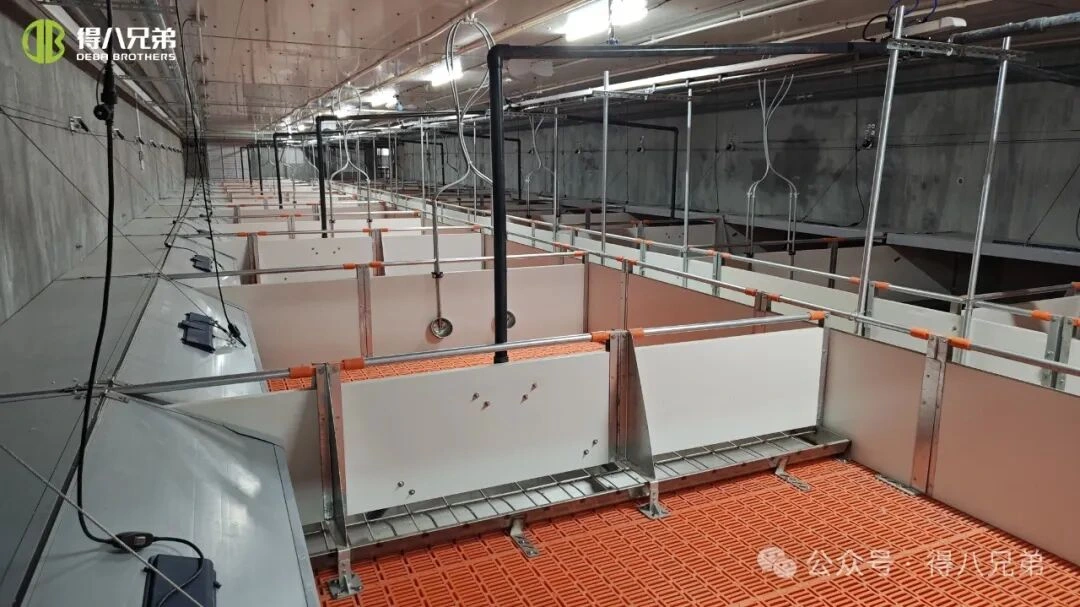 Prevencia a manažment tepelného stresu na farmách ošípaných počas horúceho počasia