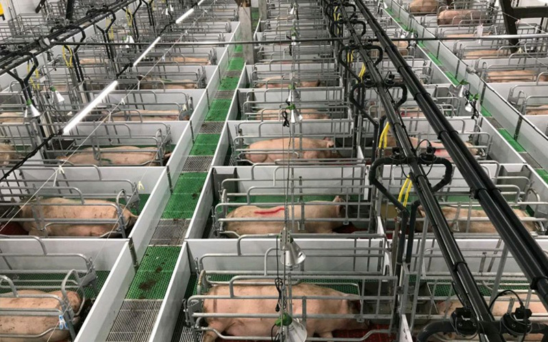 Presná výživa a vedecký manažment: Umožnite efektívny chov gravidných prasníc – Debabrother pomáha chovom ošípaných zlepšiť kvalitu a efektivitu