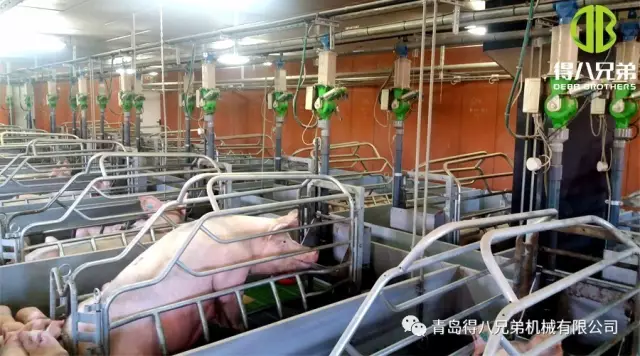 Aký veľký je vplyv nutričného stavu laktujúcich prasníc na prasiatka?
