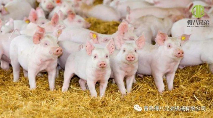 Zlepšenie dobrých životných podmienok zvierat na farme ošípaných – čínska edícia