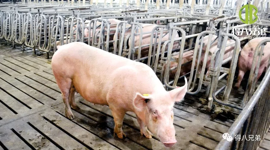 Účinky fermentovaného krmiva na gravidné prasnice